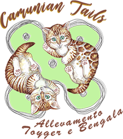 Allevamento gatti Toyger e Bengala