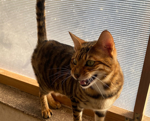 femmina toyger
